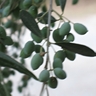 Открыта страница: Продукт из которого готовим -- оливки (маслины)