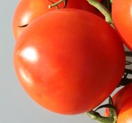 Квасим, солим, маринуем: помидоры (томаты)